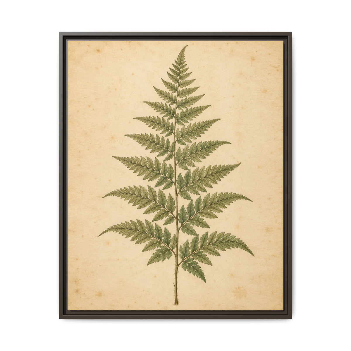 Fern Study · Framed Canvas