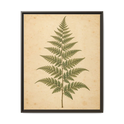 Fern Study · Framed Canvas