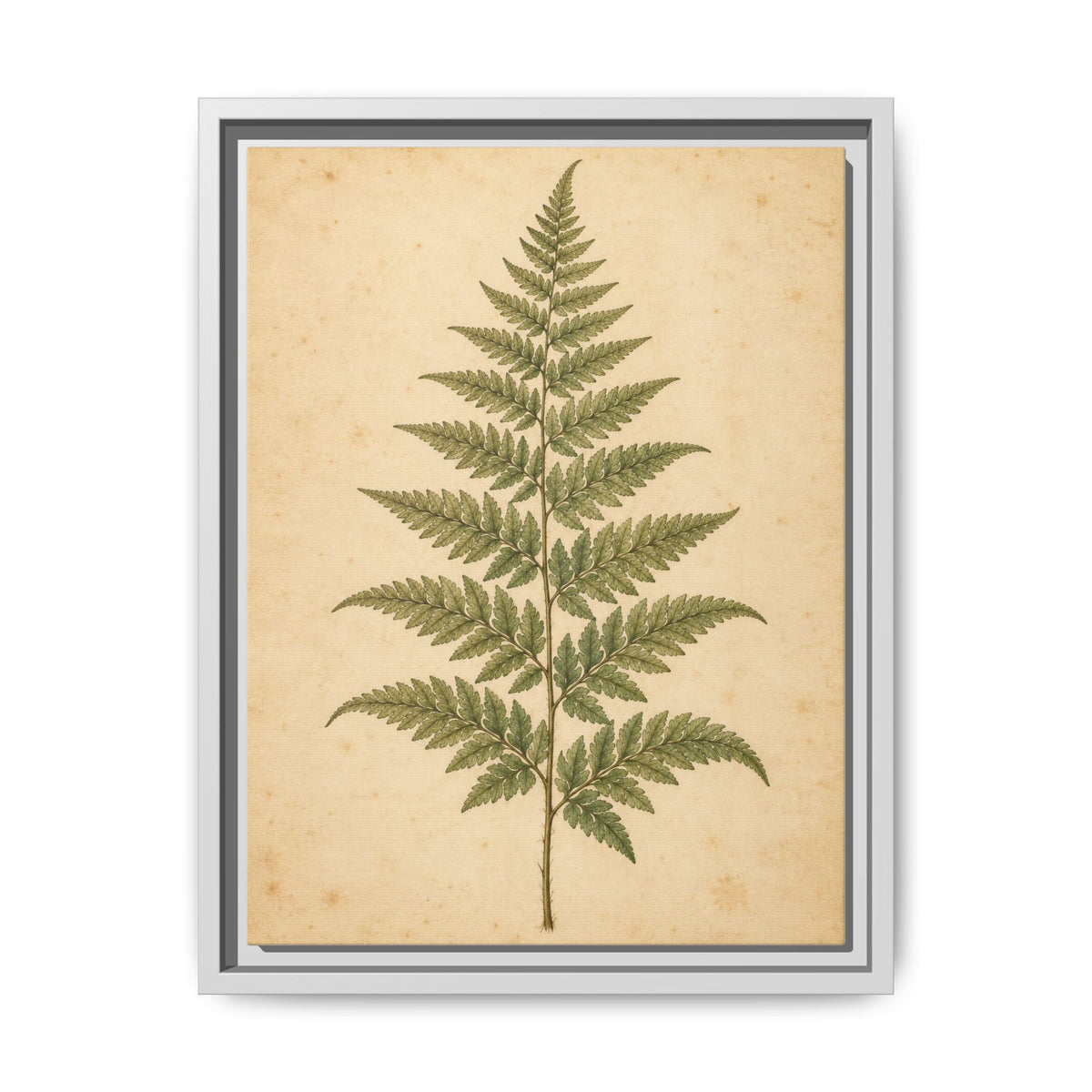 Fern Study · Framed Canvas