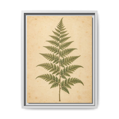 Fern Study · Framed Canvas