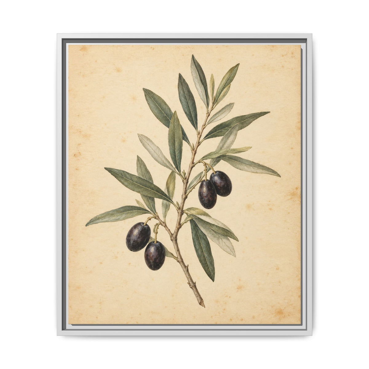 Olive Bough · Framed Canvas