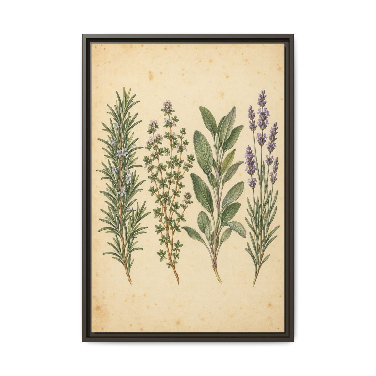 Herb Garden Study · Framed Canvas