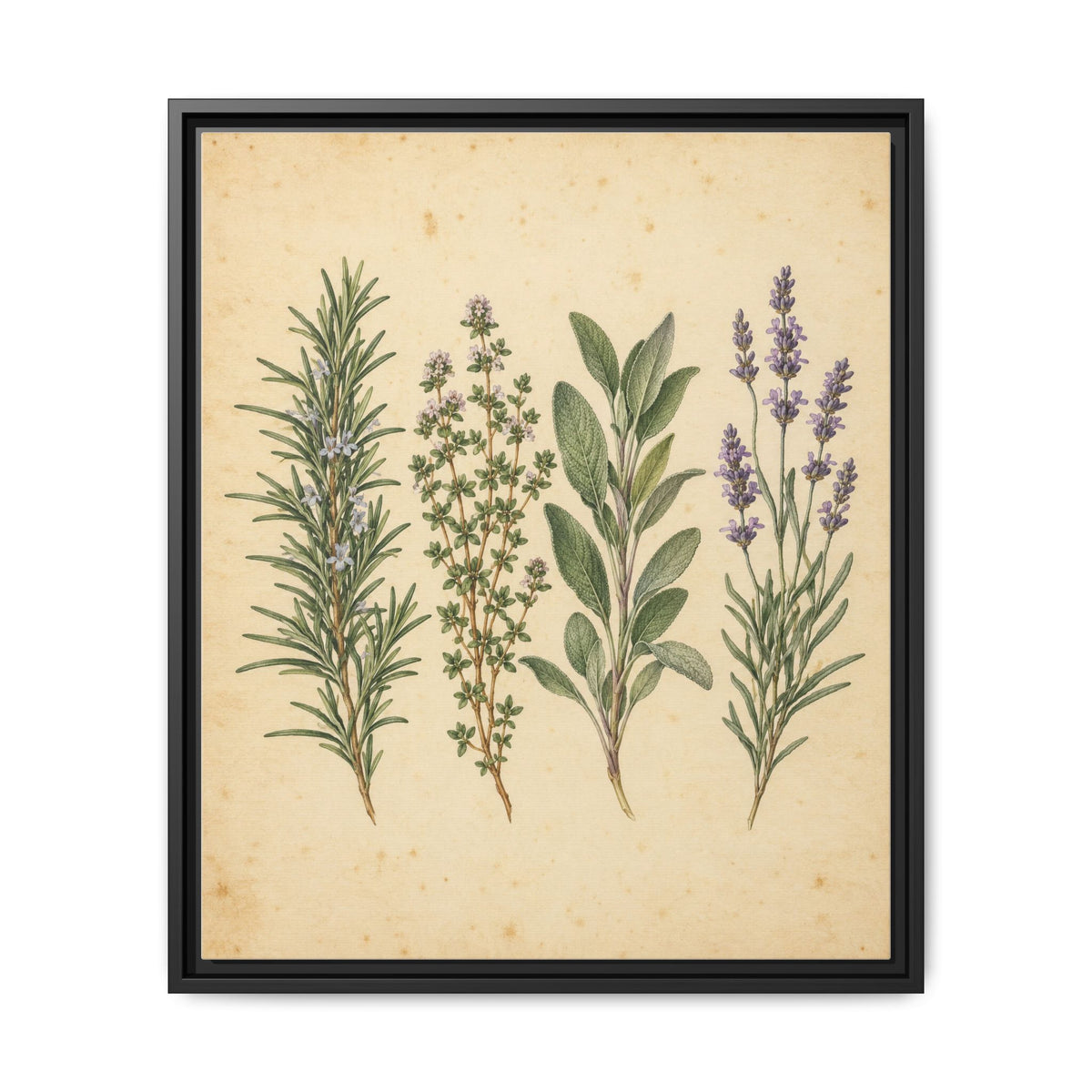 Herb Garden Study · Framed Canvas
