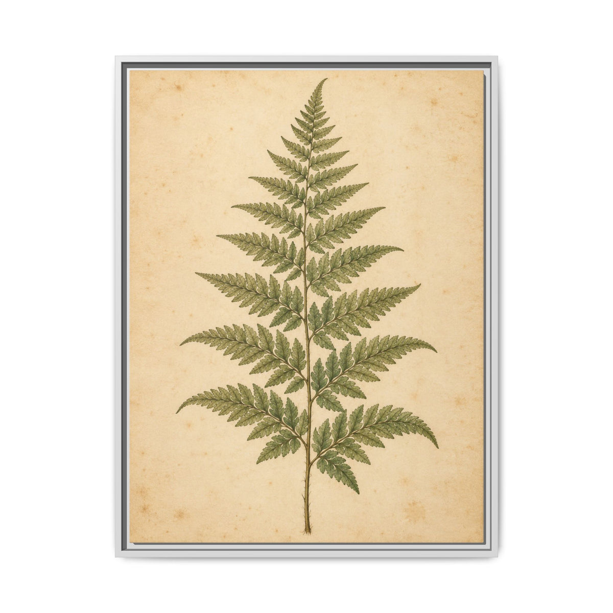 Fern Study · Framed Canvas