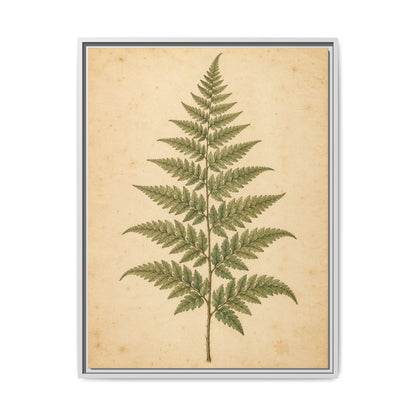 Fern Study · Framed Canvas