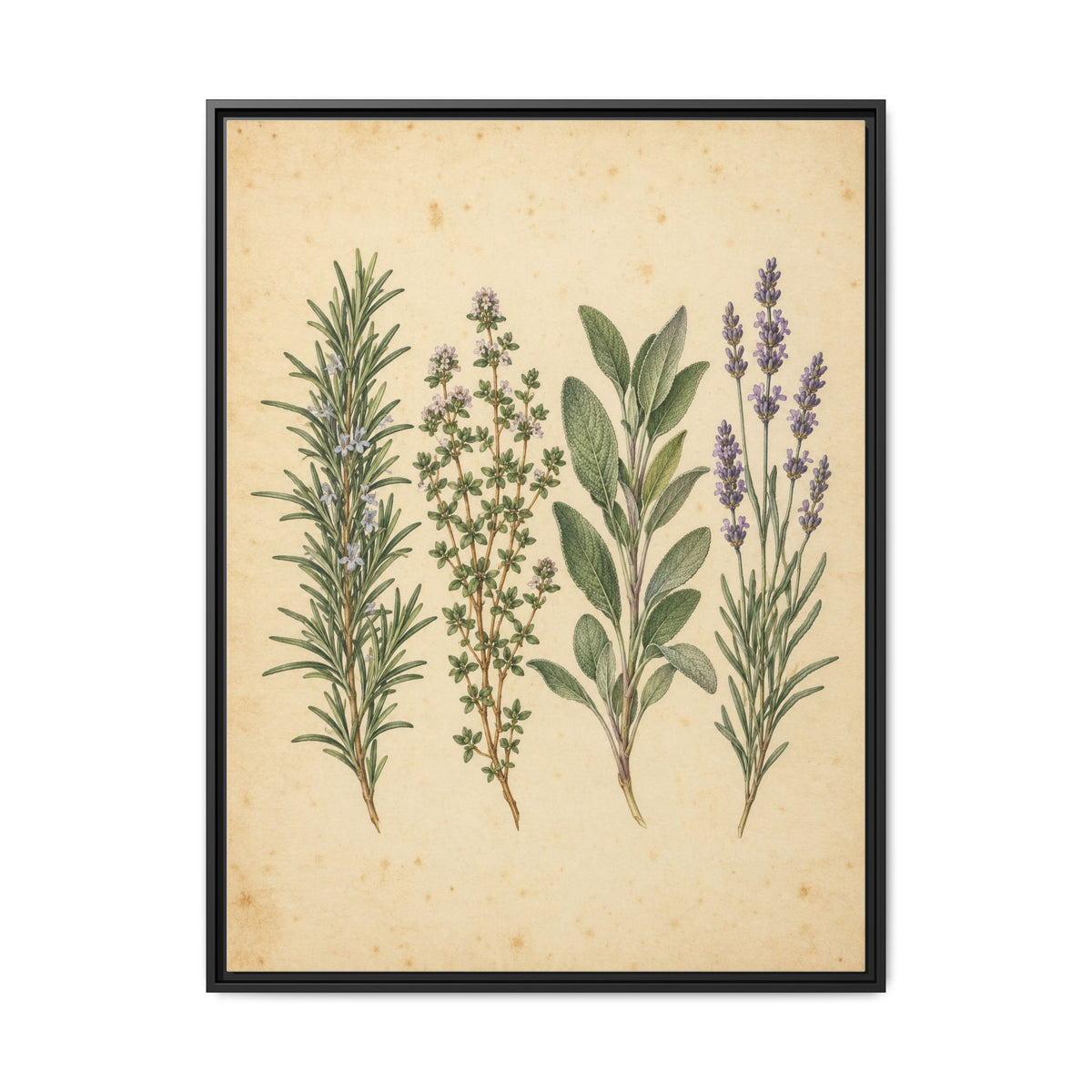 Herb Garden Study · Framed Canvas