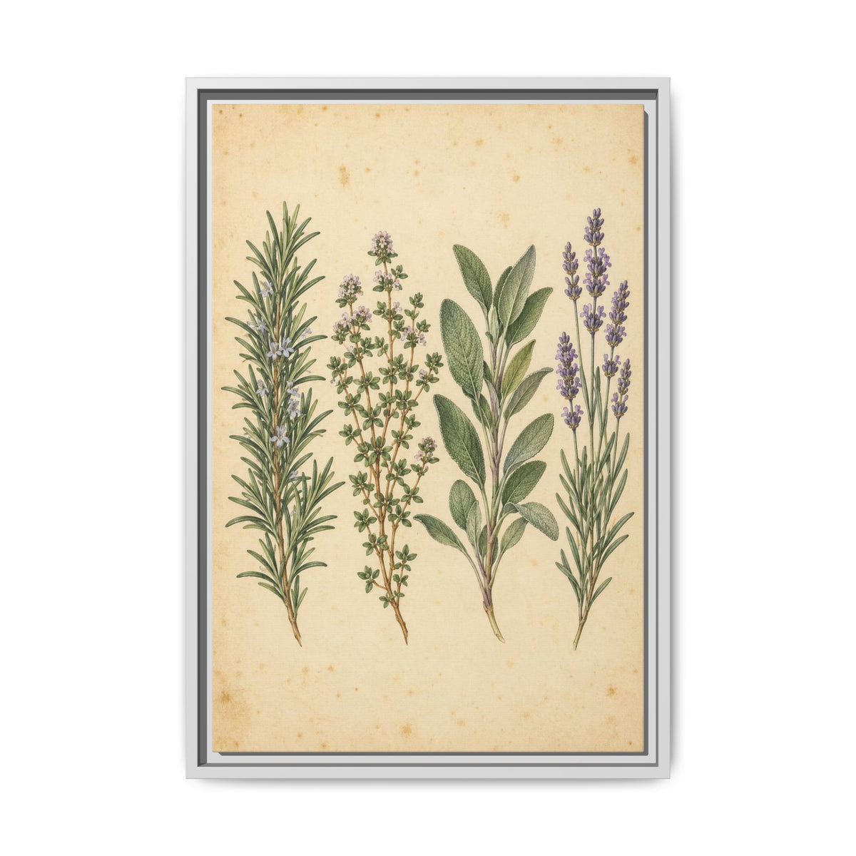 Herb Garden Study · Framed Canvas