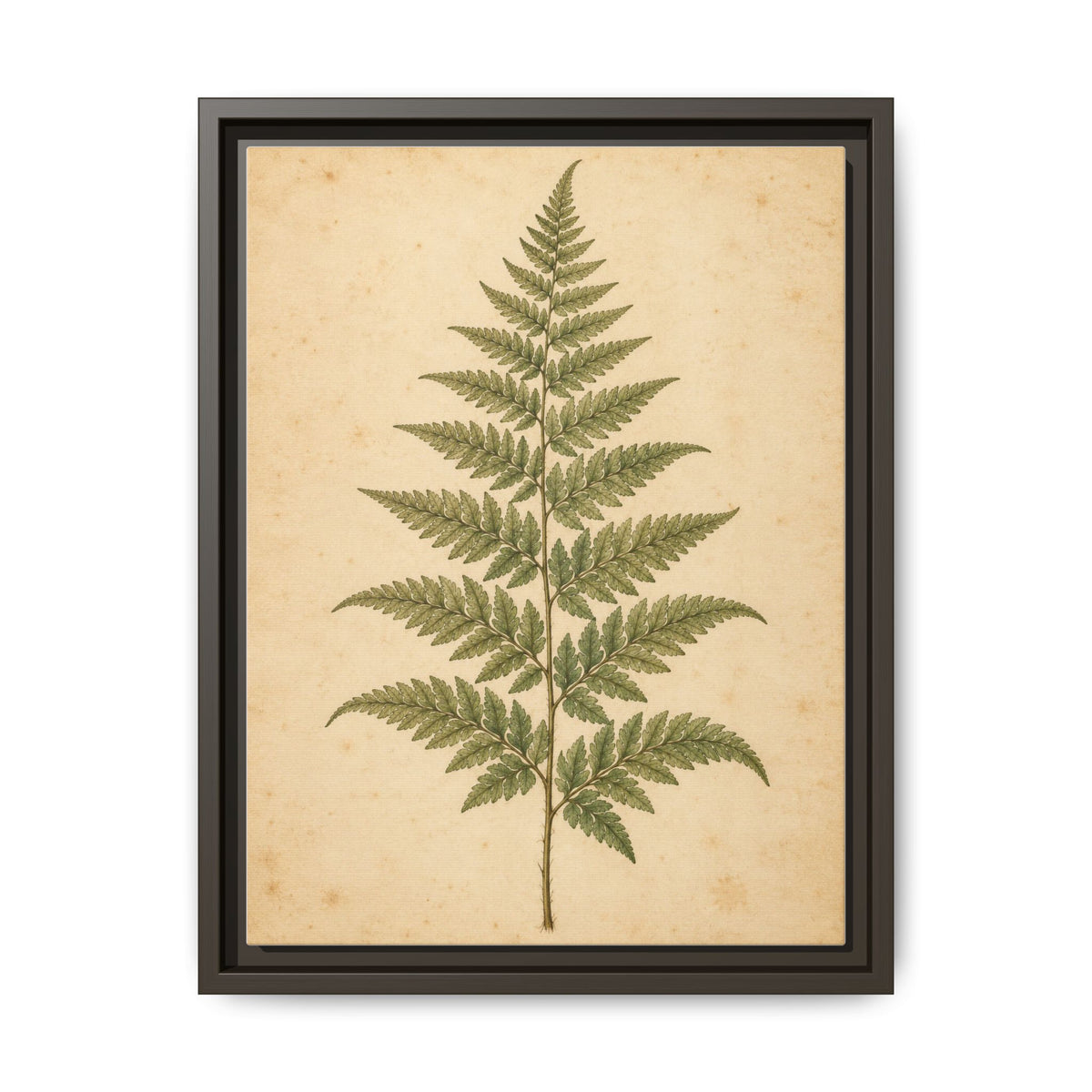 Fern Study · Framed Canvas