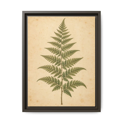 Fern Study · Framed Canvas