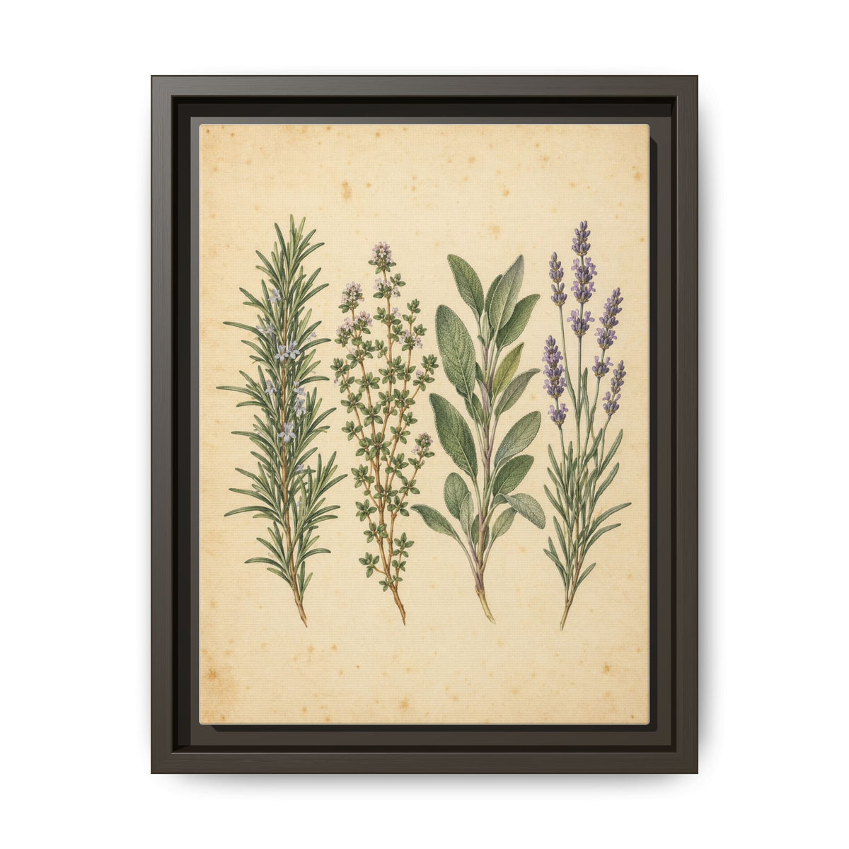 Herb Garden Study · Framed Canvas