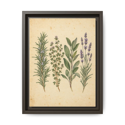 Herb Garden Study · Framed Canvas