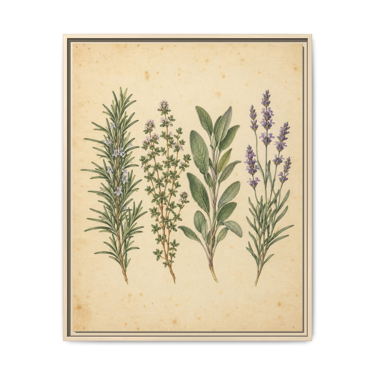 Herb Garden Study · Framed Canvas