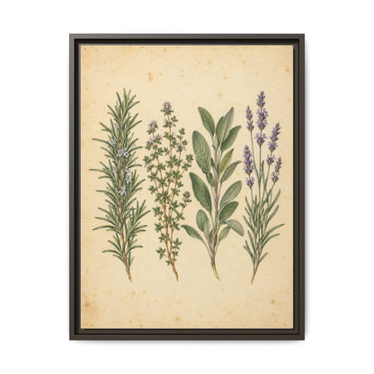Herb Garden Study · Framed Canvas