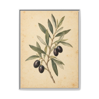 Olive Bough · Framed Canvas