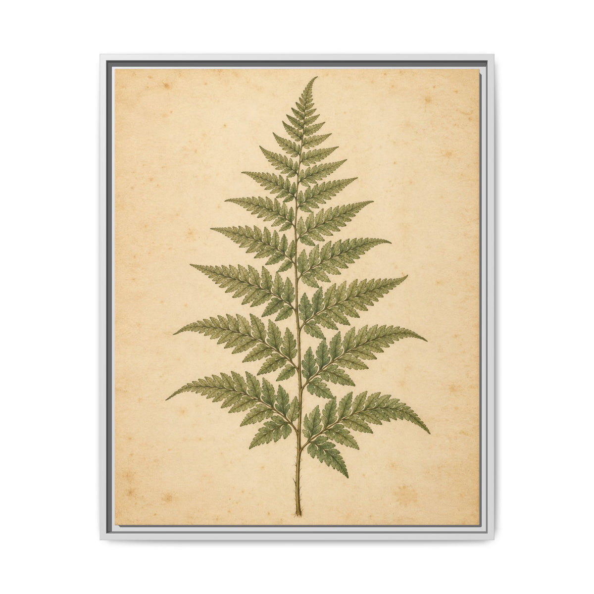 Fern Study · Framed Canvas