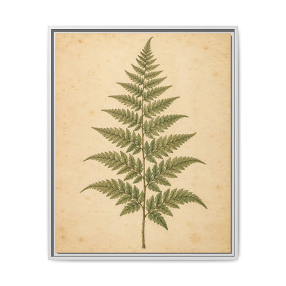 Fern Study · Framed Canvas