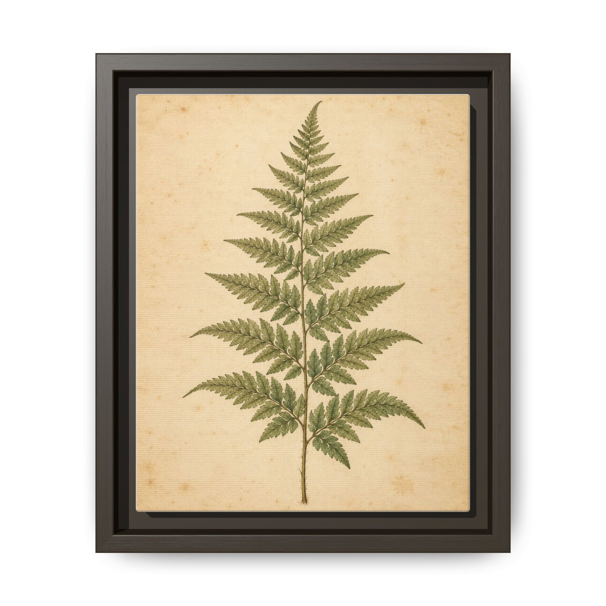 Fern Study · Framed Canvas