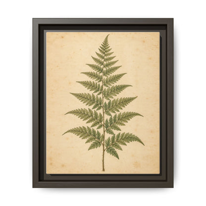Fern Study · Framed Canvas