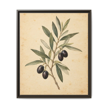 Olive Bough · Framed Canvas