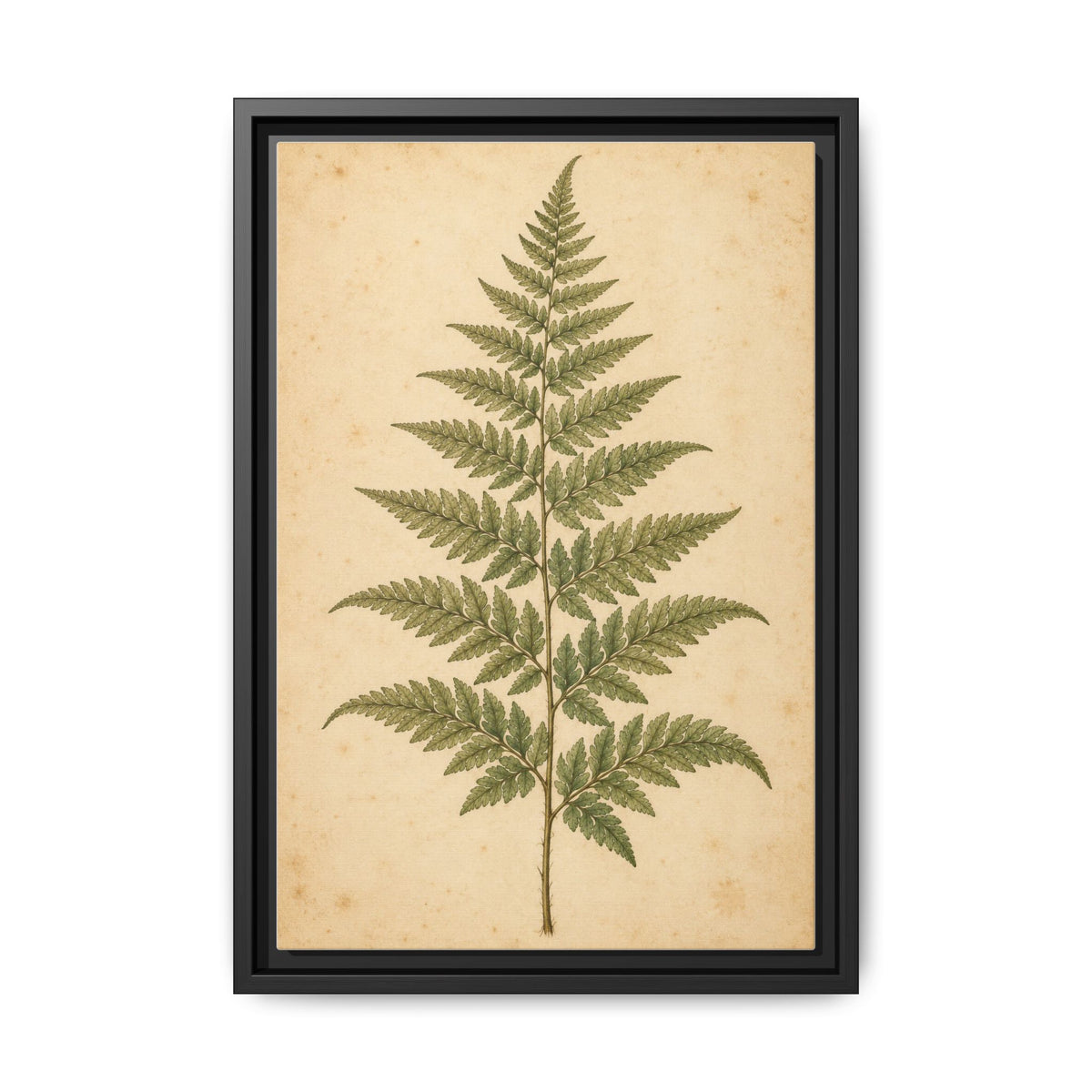 Fern Study · Framed Canvas