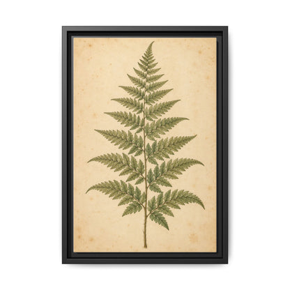 Fern Study · Framed Canvas