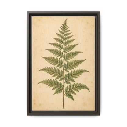 Fern Study · Framed Canvas