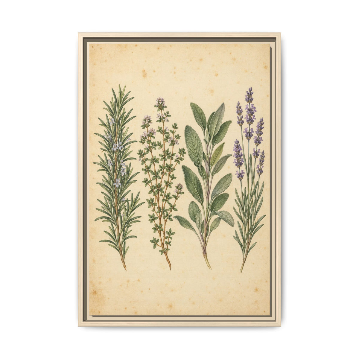 Herb Garden Study · Framed Canvas