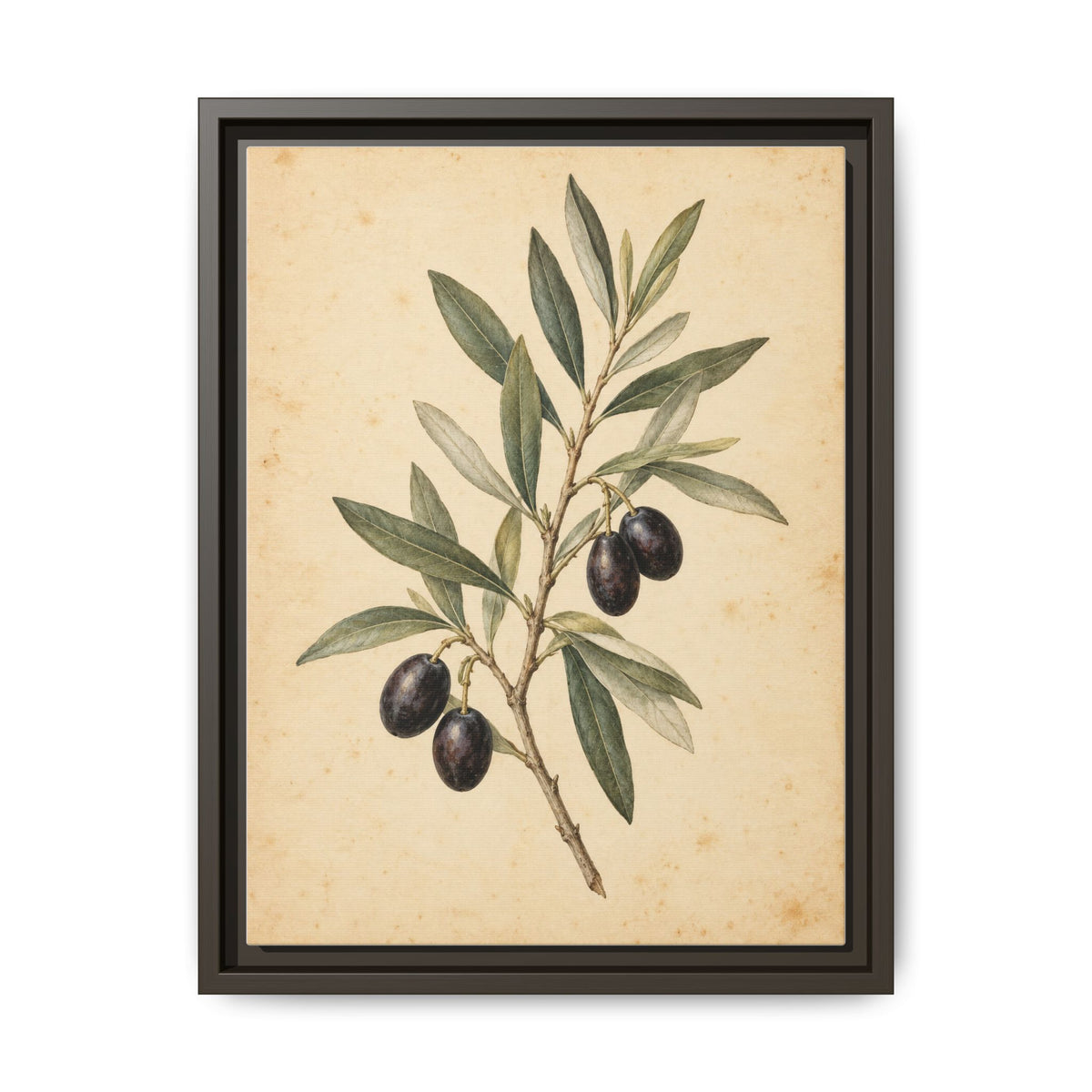 Olive Bough · Framed Canvas