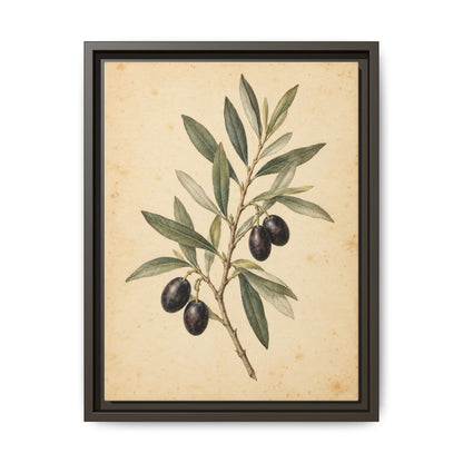 Olive Bough · Framed Canvas