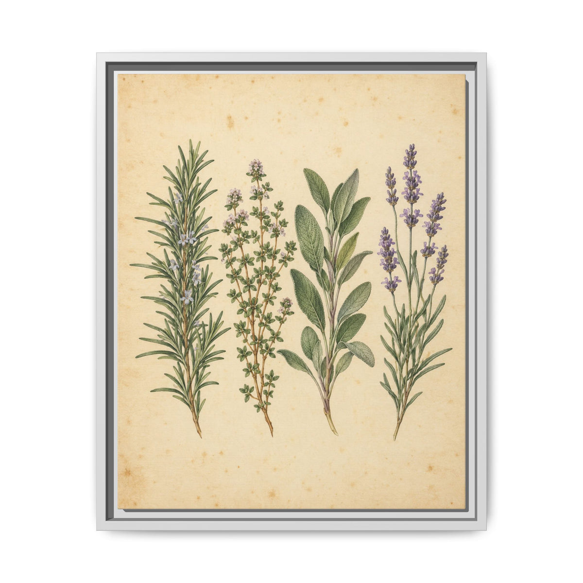 Herb Garden Study · Framed Canvas