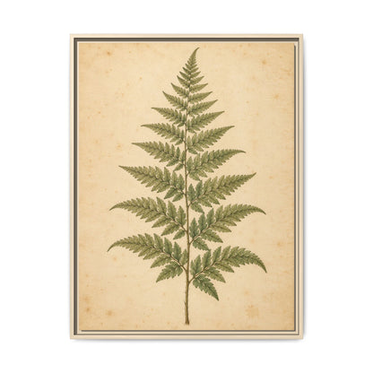 Fern Study · Framed Canvas
