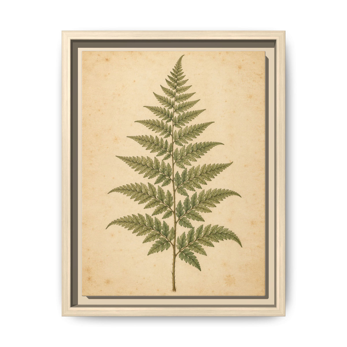Fern Study · Framed Canvas