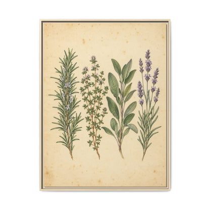 Herb Garden Study · Framed Canvas