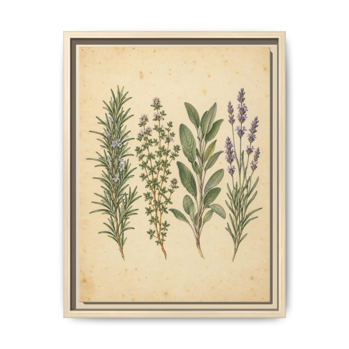 Herb Garden Study · Framed Canvas