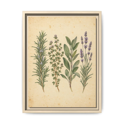 Herb Garden Study · Framed Canvas