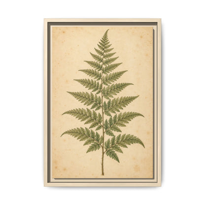 Fern Study · Framed Canvas