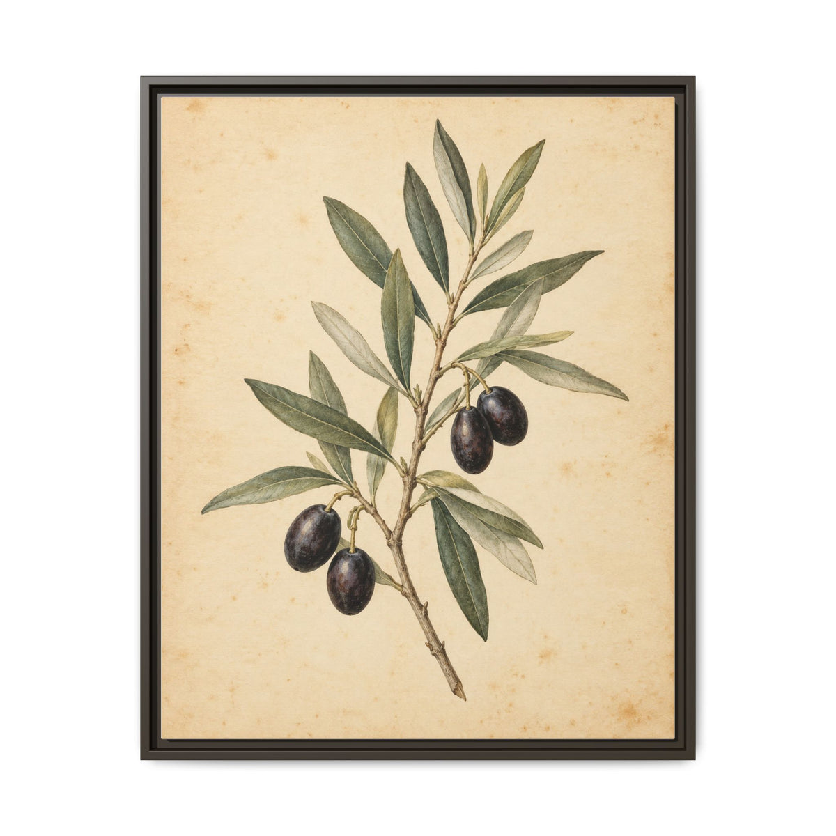 Olive Bough · Framed Canvas