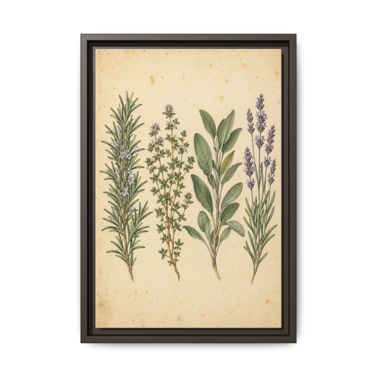 Herb Garden Study · Framed Canvas