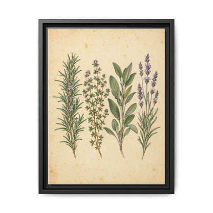 Herb Garden Study · Framed Canvas