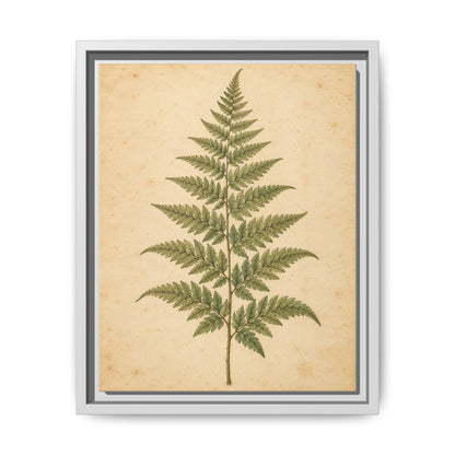 Fern Study · Framed Canvas