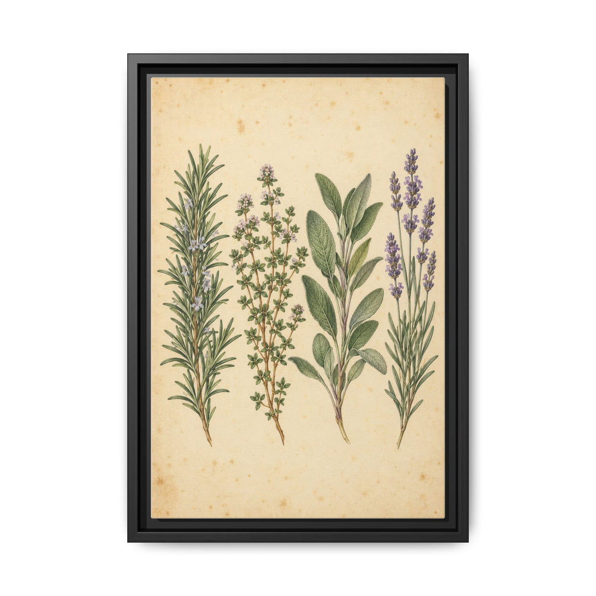 Herb Garden Study · Framed Canvas