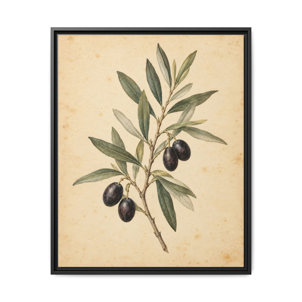 Olive Bough · Framed Canvas