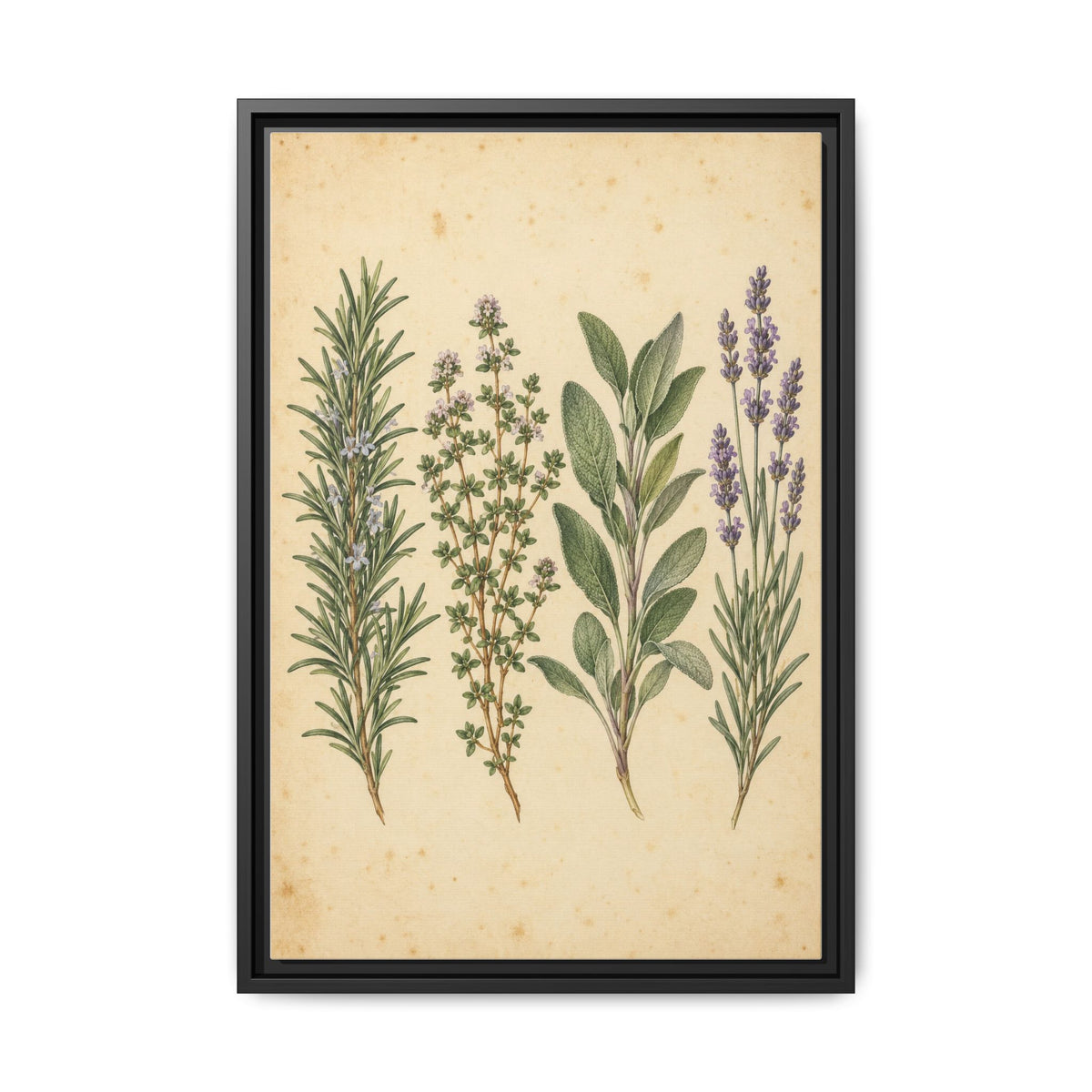 Herb Garden Study · Framed Canvas