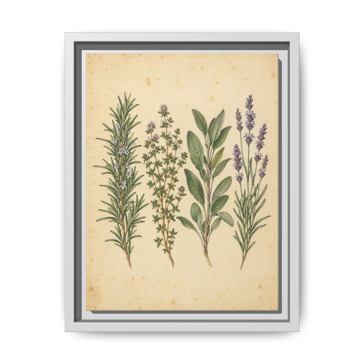 Herb Garden Study · Framed Canvas