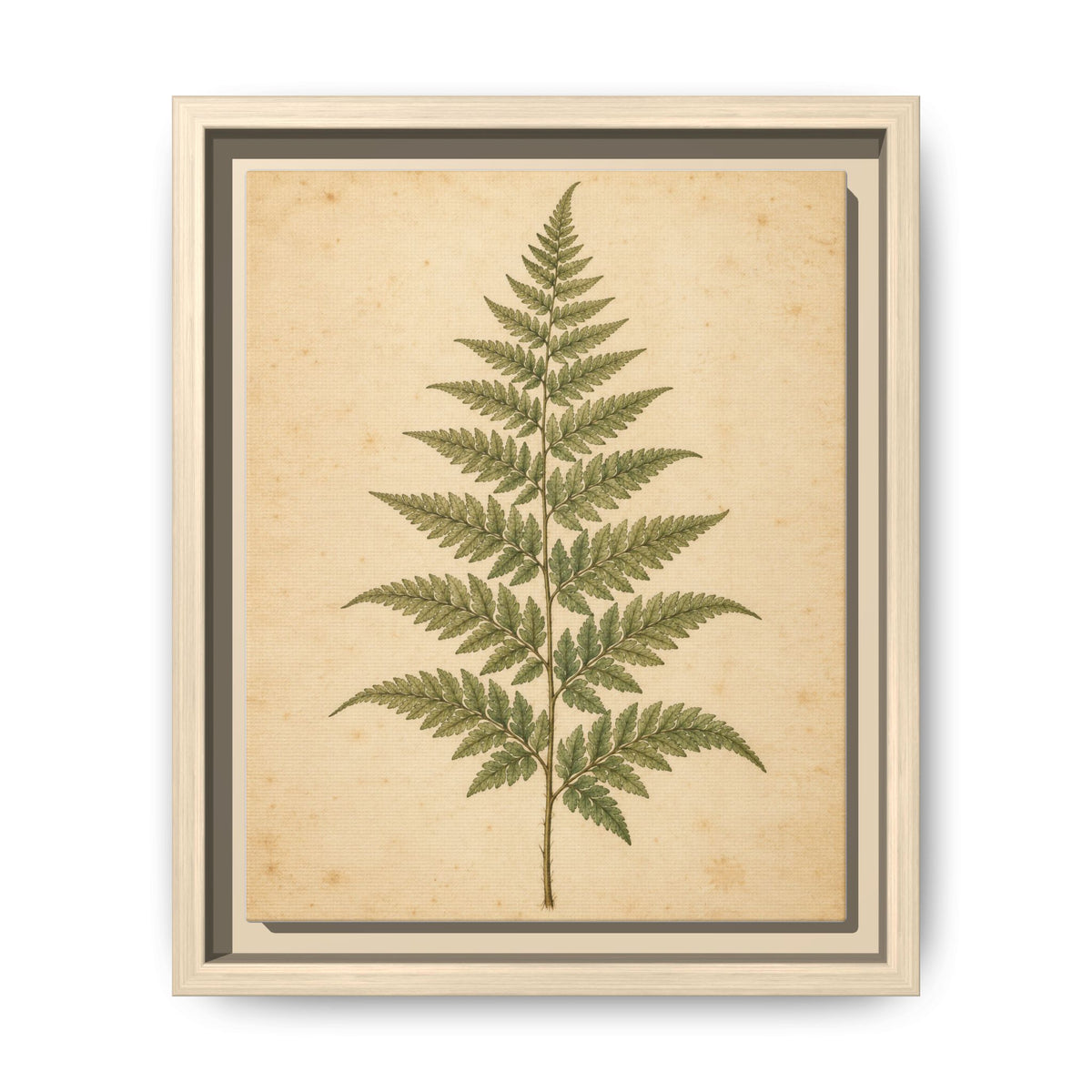 Fern Study · Framed Canvas