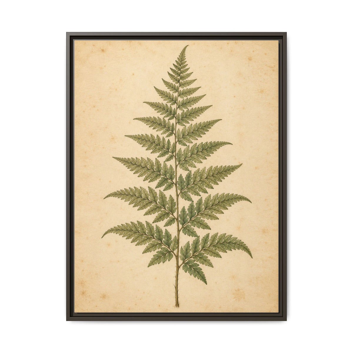 Fern Study · Framed Canvas