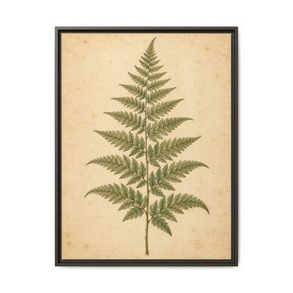 Fern Study · Framed Canvas