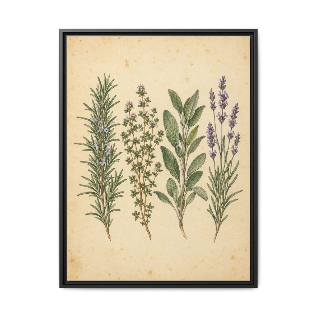 Herb Garden Study · Framed Canvas