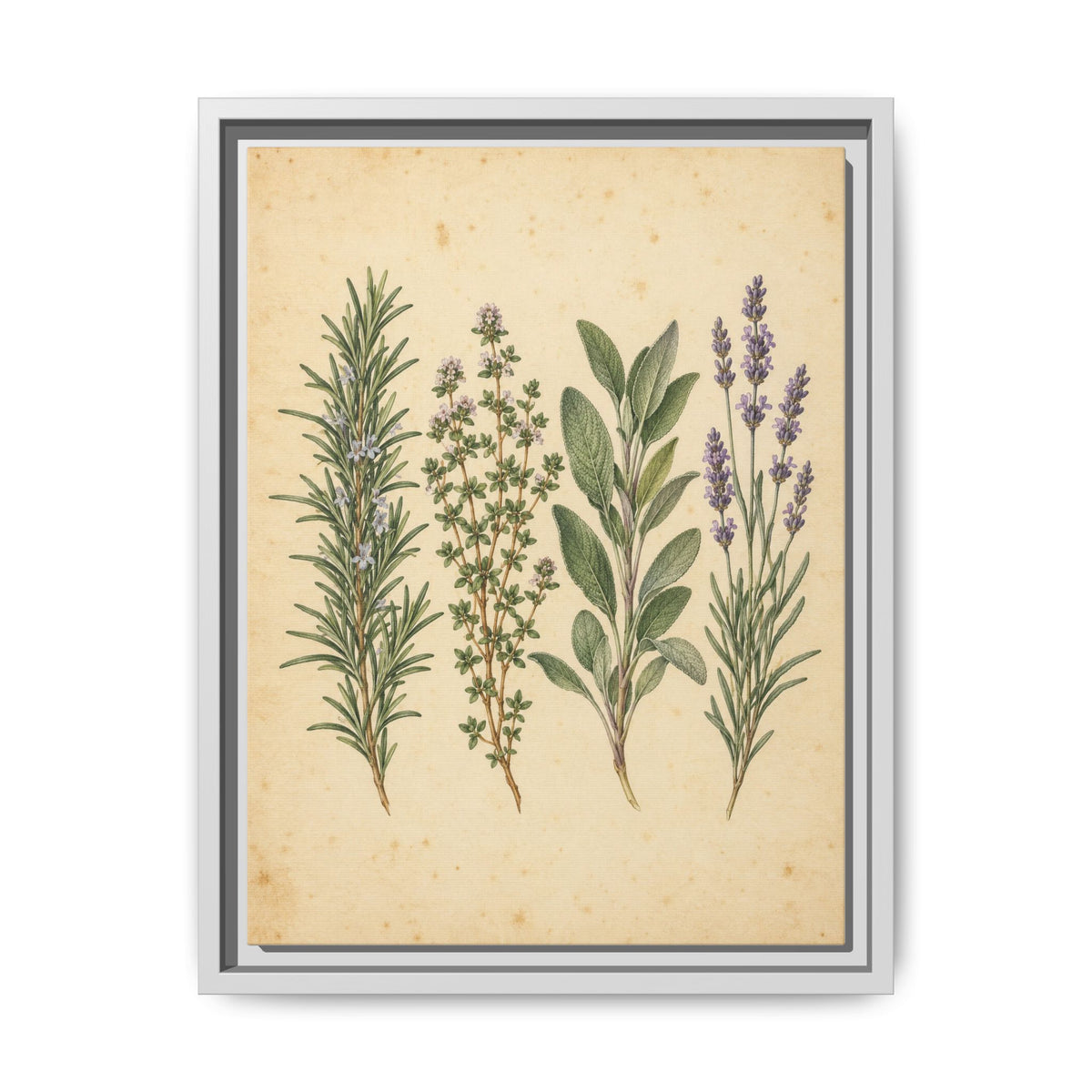 Herb Garden Study · Framed Canvas