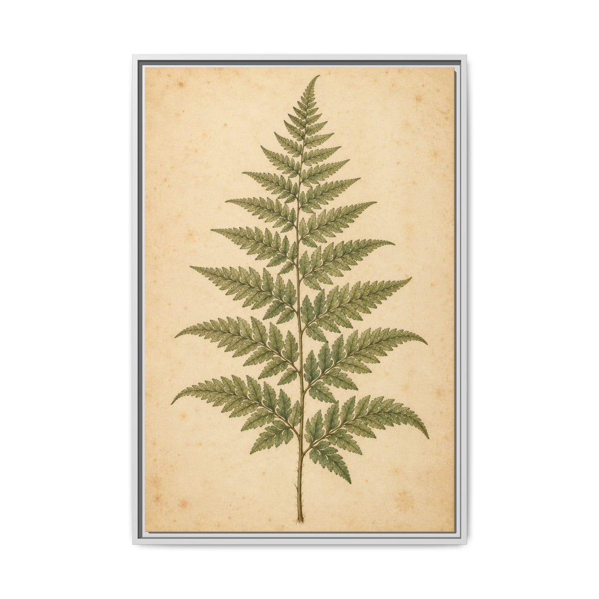 Fern Study · Framed Canvas